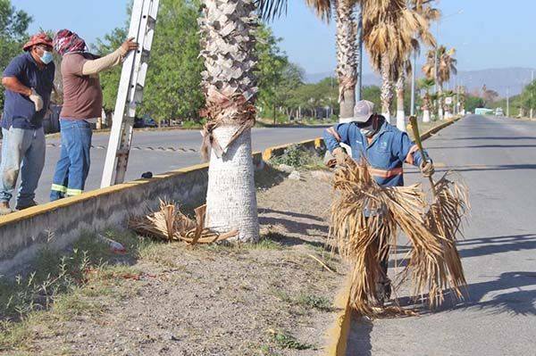 Podan palmas del bulevar M. Hidalgo