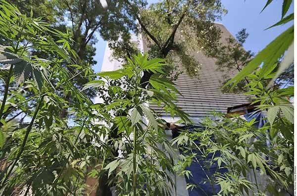Avalará Corte Cannabis ante retraso de Congreso