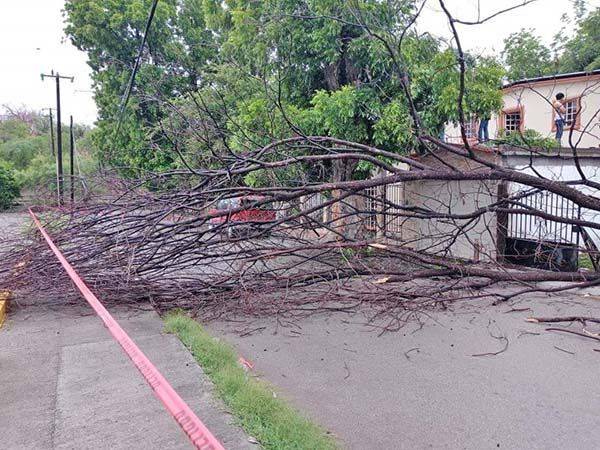 Sin daños por lluvias en MM