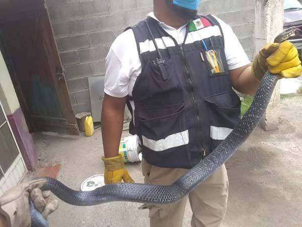 Alarma hallazgo de víbora en MM