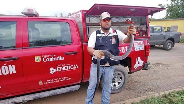 Brotan serpientes por las altas temperaturas