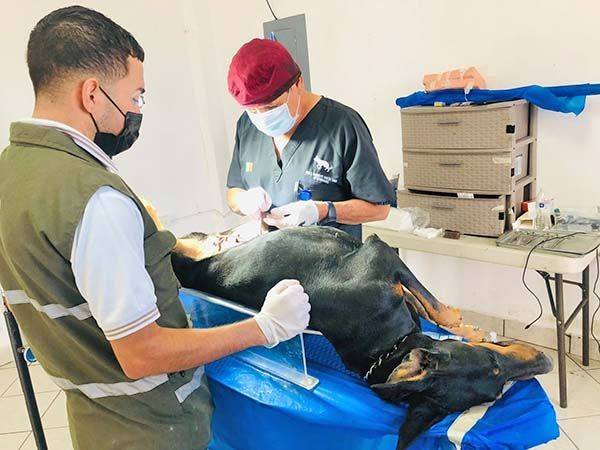 Esteriliza Sabinas a mil 200 mascotas