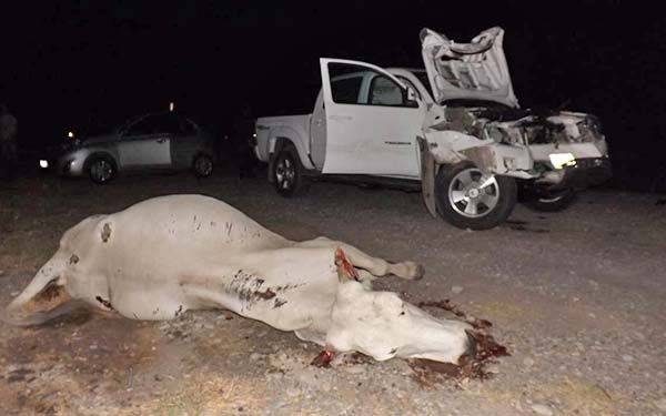 Ocasiona accidentes ganado en vía pública