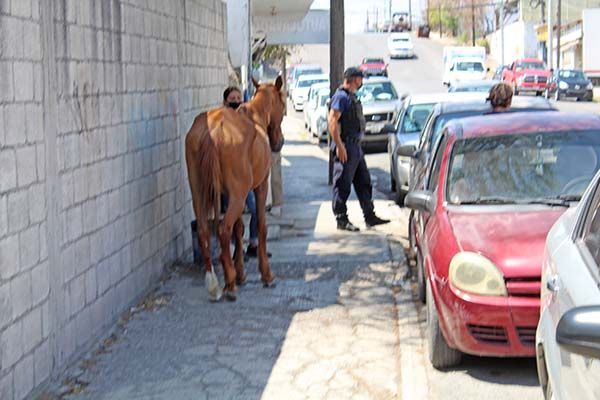 Equino vagaba por la comandancia