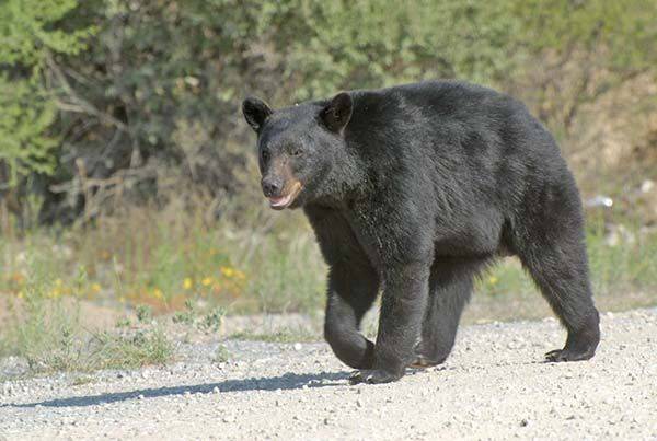 Ataca oso negro a ganado en Arteaga