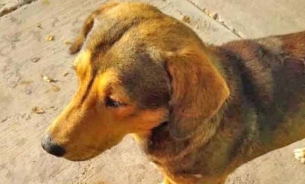 Liberan a José “N”, presunto asesino del perrito “Rodolfo Corazón”
