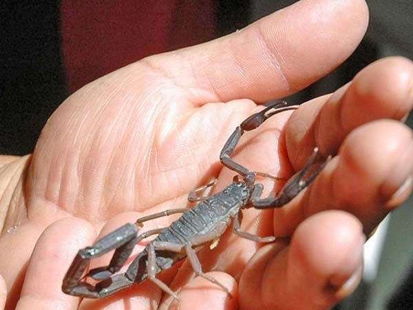 Investigan tratamiento de cáncer con veneno de alacrán