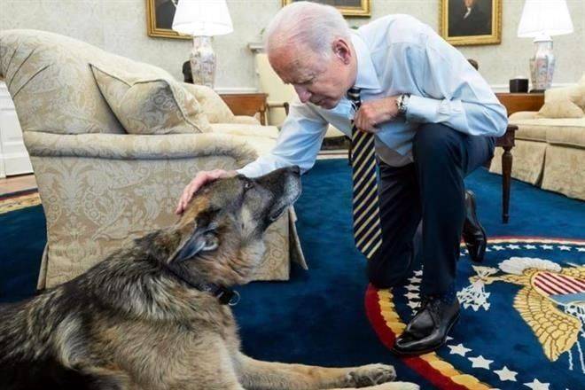 Murió Champ, el perro mayor de Biden