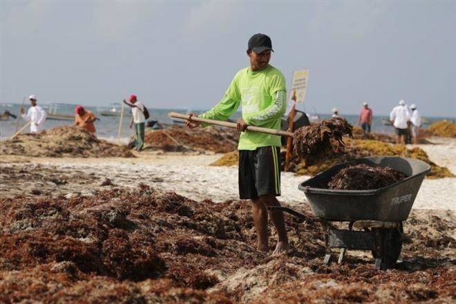 Lanzan IP, pescadores y ambientalistas SOS por sargazo en QR