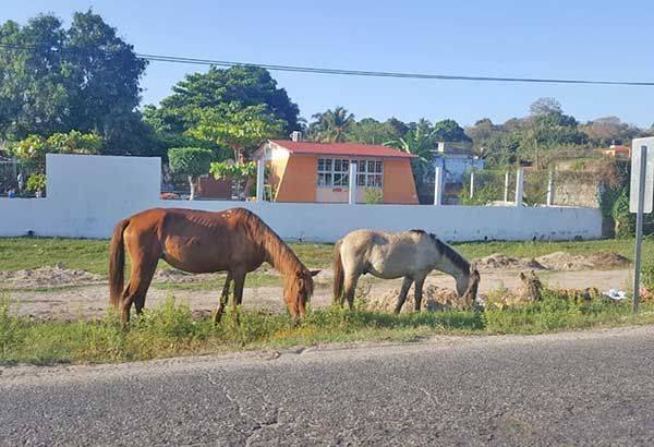 Aumenta el robo de ganado en el Oriente