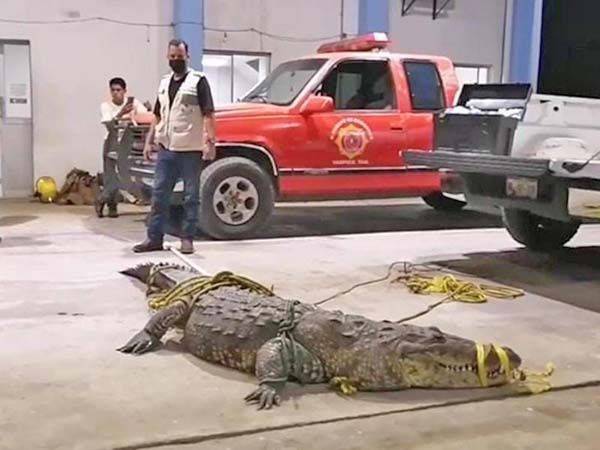 Cocodrilo ataca y mata a indigente; el cuerpo quedó en sus fauces