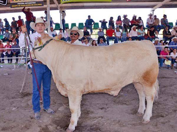 Regresará Becerro Gordo en este año