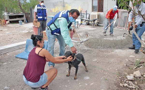 Con esterilización reducen jaurías de perros callejeros