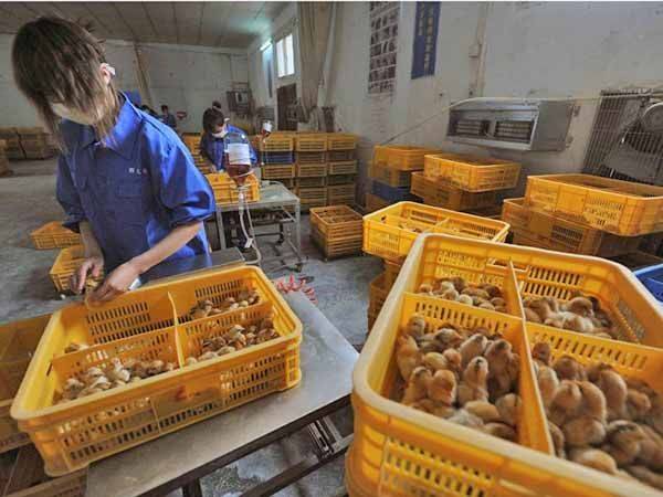 Confirma China primer contagio humano de gripe aviar H10N3