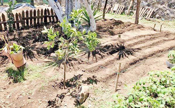 Ideal para cultivar huertos familiares