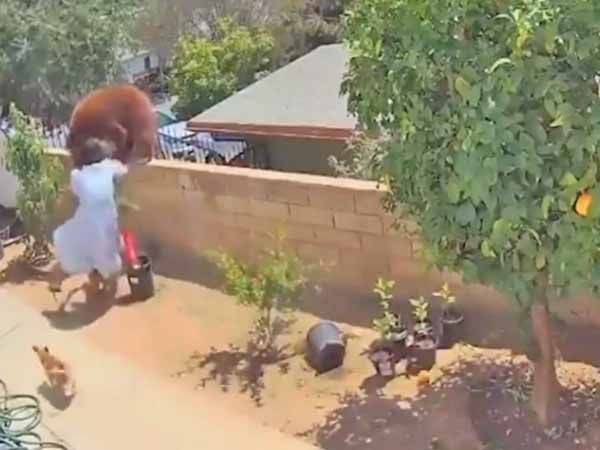 Una joven se enfrenta a oso para defender a sus perros en California