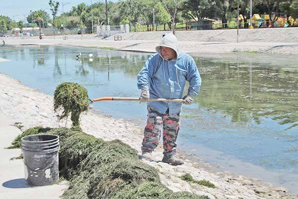 Retiran algas y basura del río