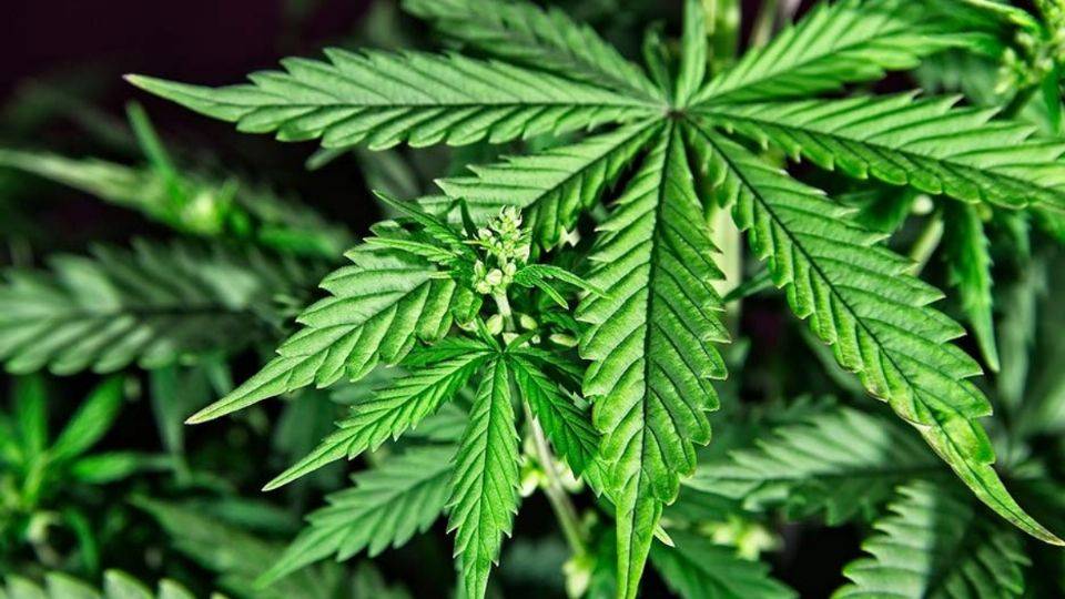 Para comercializar la marihuana en México, 165 empresas ya tramitan permisos