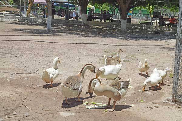 Tiene Ecoparque 12 nuevas crías