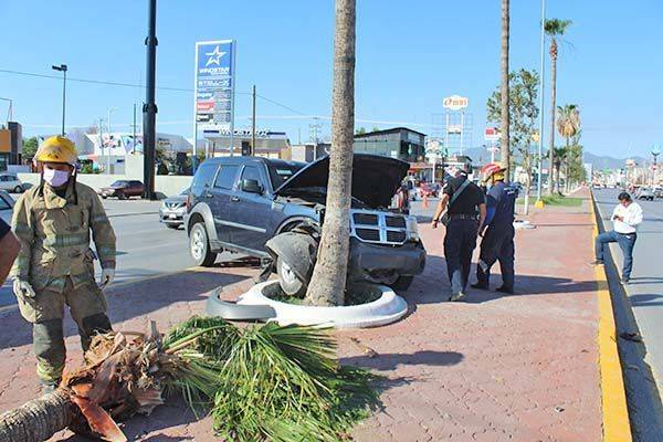 Tumba palmera en potente choque