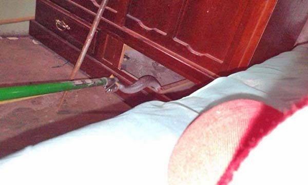 Al alza el avistamiento de víboras y serpientes