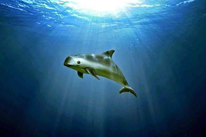 Alertan desprotección de la vaquita marina