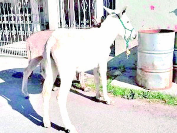 Aumentan denuncias por caballos sueltos