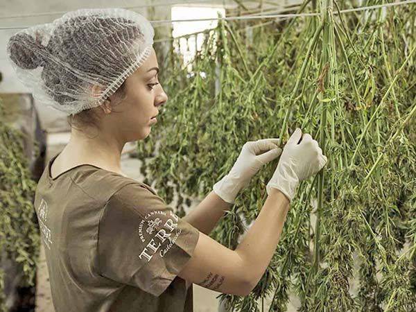 Colombia autoriza uso industrial del cannabis y su exportación