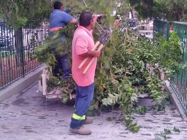 Retira Ecología SB 2 árboles en clínica