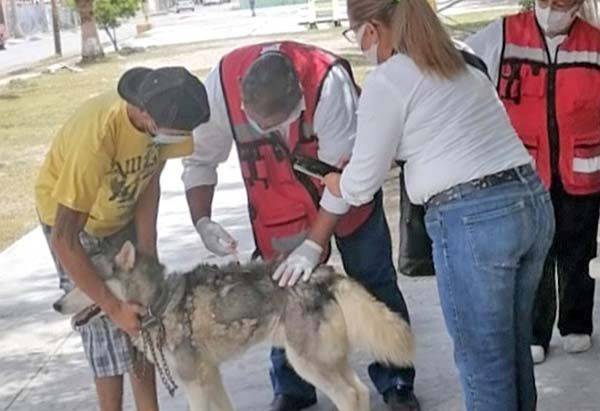 Vacunan en Frontera mascotas domésticas