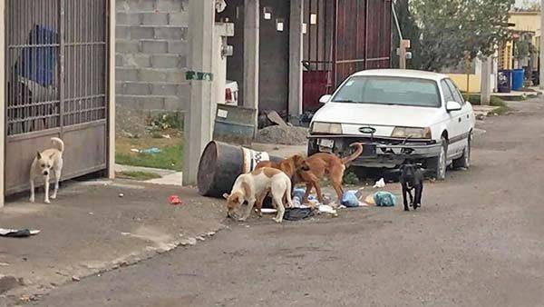 Aumenta población de perros callejeros
