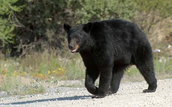 Avistan animales salvajes en MM