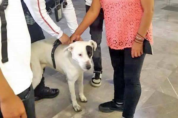 Rescatan a can en vías del Metro; siguió a dueño