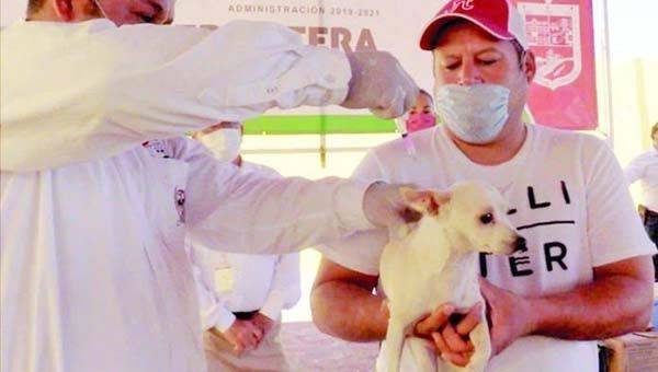 Atienden en módulo a 2 mil 500 mascotas