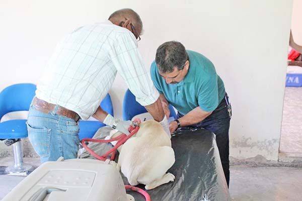 Invita San Buena a su campaña canina