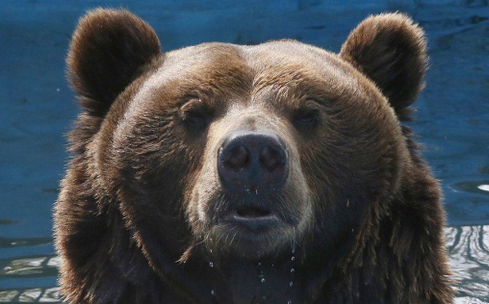 Hombre es atacado por oso en Alaska; lo rescatan una semana después