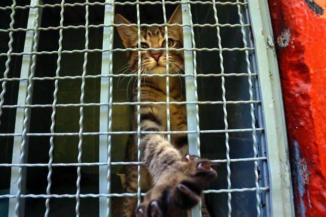 Suman mil 200 reportes de abuso animal