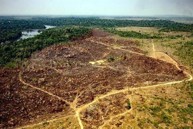 Fue 2020 el peor año de incendios para Amazonía