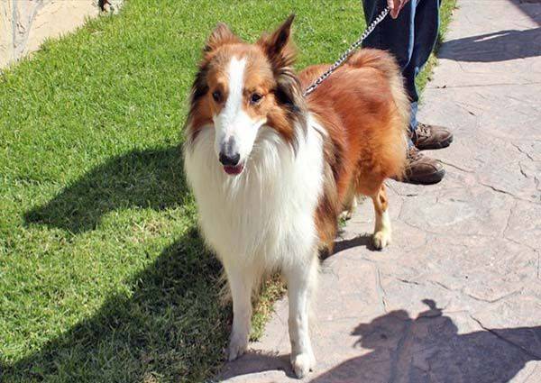 Invitan a concurso “Mi Mascota Consentida”