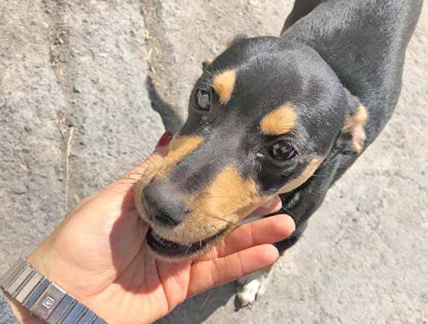 Esteriliza Coahuila a 62 mil mascotas