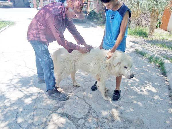 Desparasitan a perros y gatos