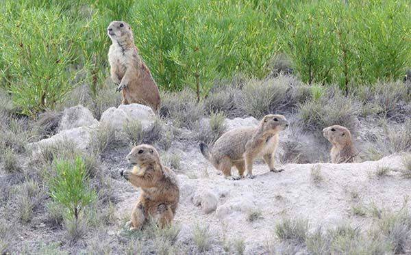 Liberan a perrito de pradera a su hábitat
