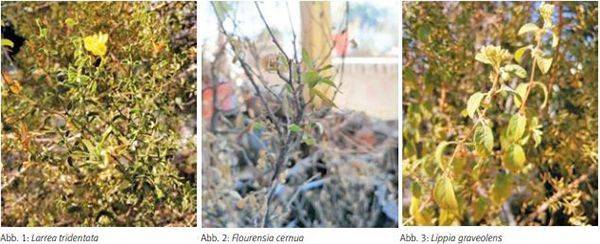 Ayudan plantas a inhibir al Covid-19