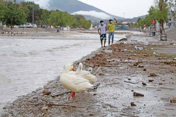 Creciente de río “incomoda” a patos