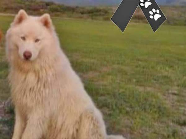 Sujeto retiene a perro y lo amarra a vías para que tren lo arrolle