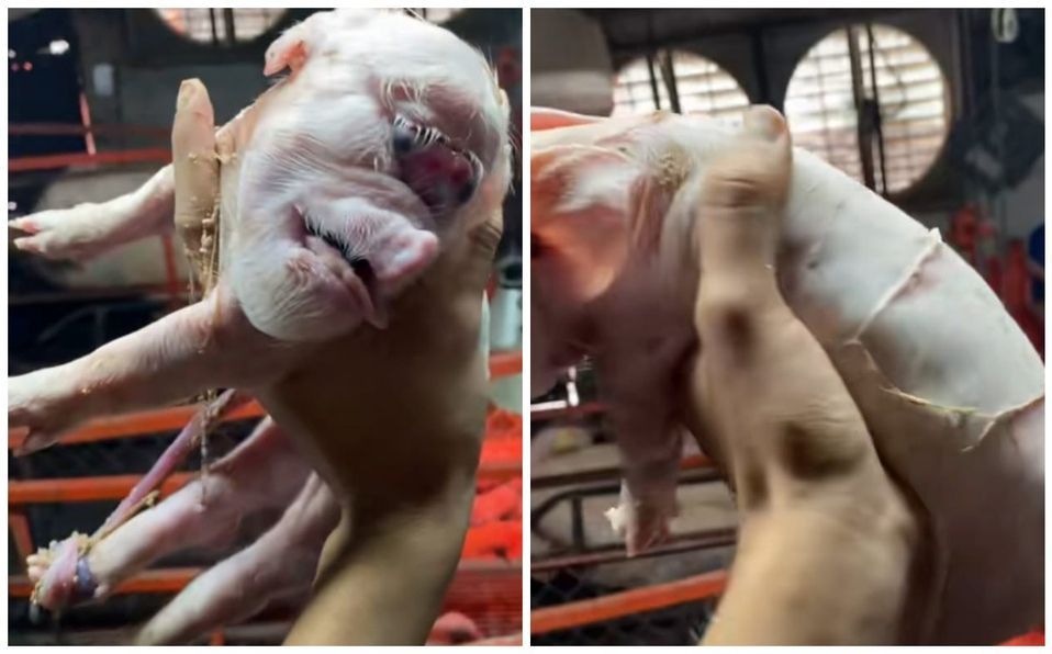 Nace ‘aterrador’ cerdito deforme en un criadero y el impactante video se hace viral; así luce