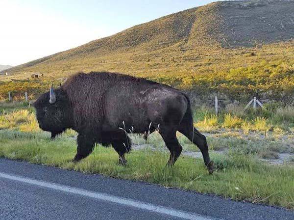 Vaga bisonte en la Carretera 57