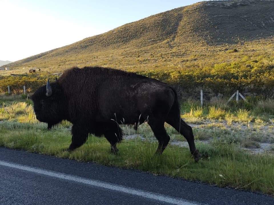 Vaga bisonte en la Carretera 57