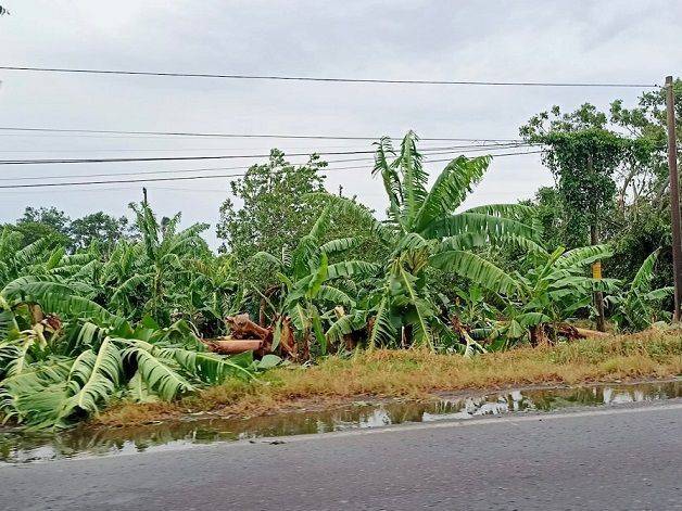 A 3 días del paso de «Grace» por Yucatán, colonias permanecen sin luz
