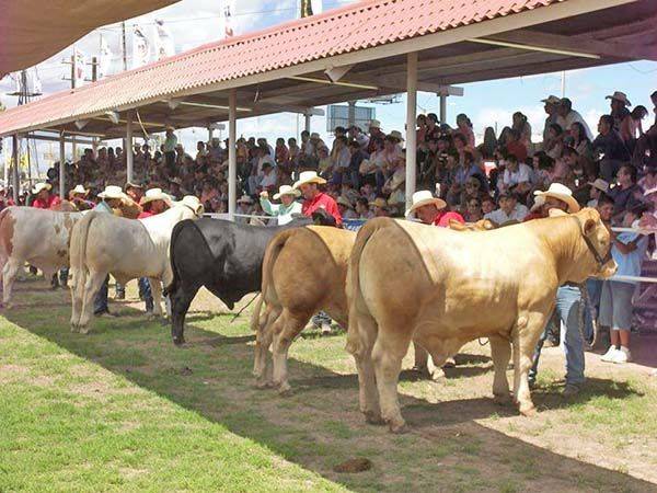 Se realizará concurso “Becerro Gordo 2021”